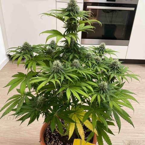 Green Gelato growlog timeline photo