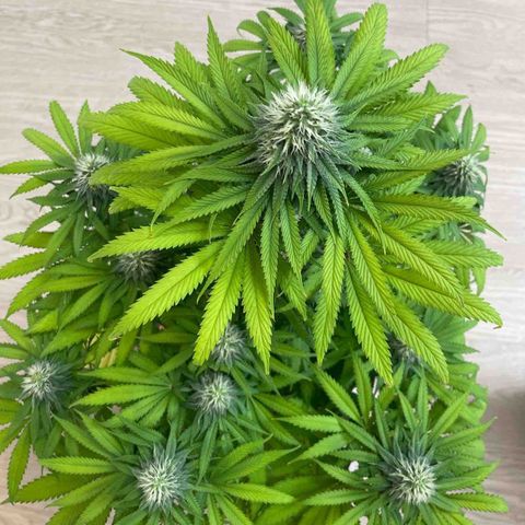 Green Gelato growlog timeline photo