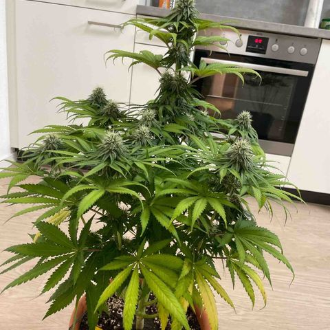 Green Gelato growlog timeline photo