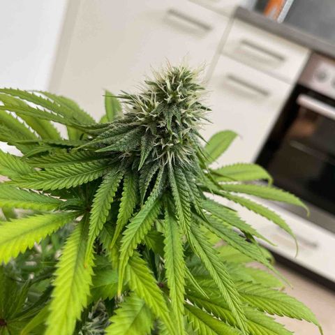 Green Gelato growlog timeline photo