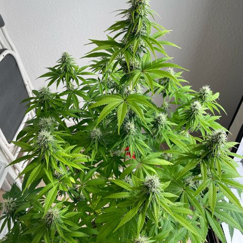 Liberty Haze growlog timeline photo