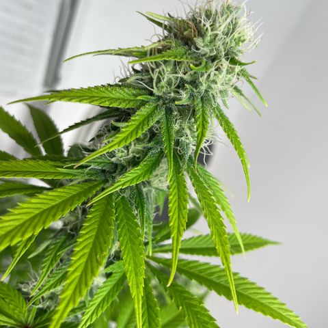 Liberty Haze growlog timeline photo