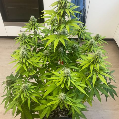 Liberty Haze growlog timeline photo