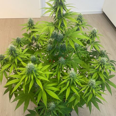 Liberty Haze growlog timeline photo