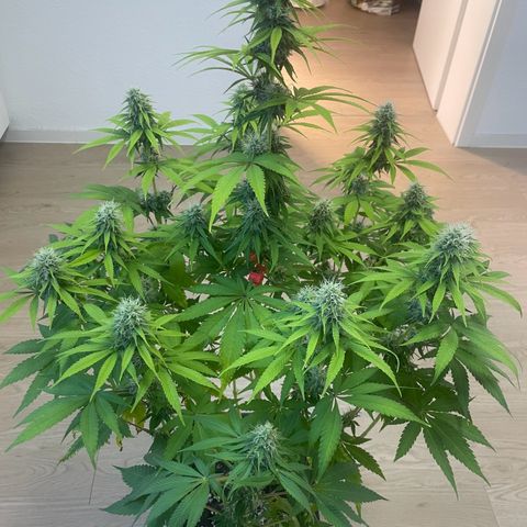 Liberty Haze growlog timeline photo