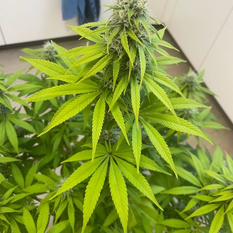 Liberty Haze growlog timeline photo