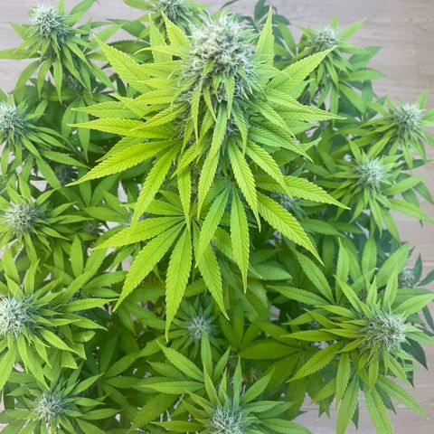 Liberty Haze growlog timeline photo