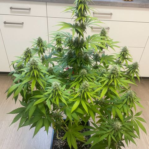 Liberty Haze growlog timeline photo