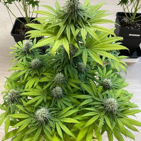 Green Gelato growlog timeline photo
