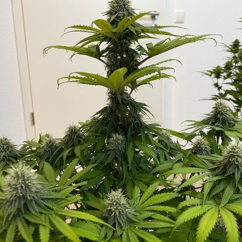 Green Gelato growlog timeline photo
