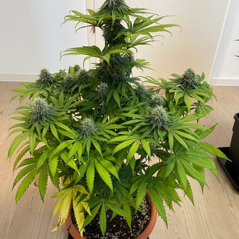 Green Gelato growlog timeline photo