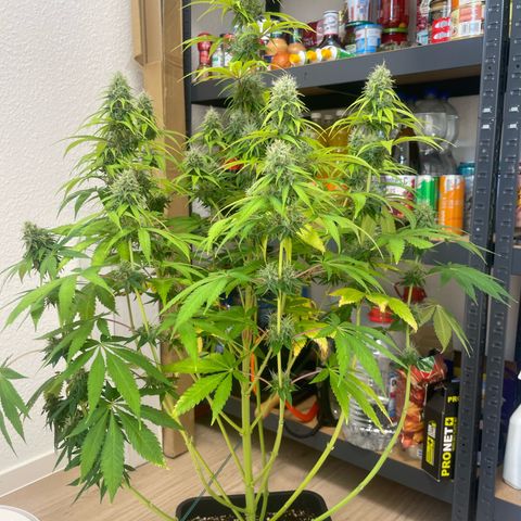 Liberty Haze growlog timeline photo
