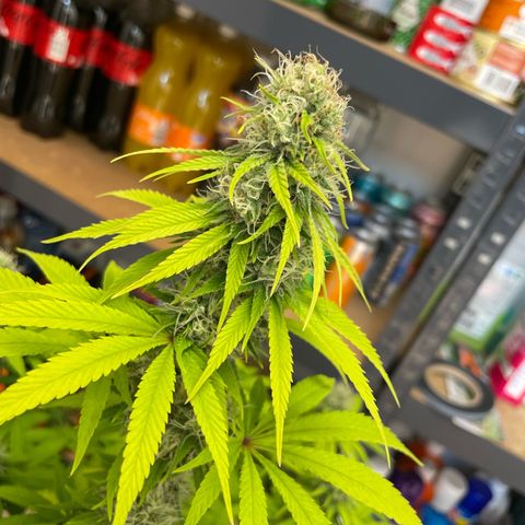 Liberty Haze growlog timeline photo