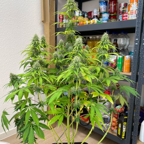 Liberty Haze growlog timeline photo
