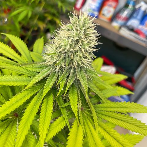 Green Gelato growlog timeline photo