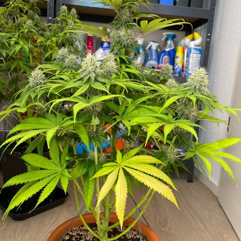 Green Gelato growlog timeline photo