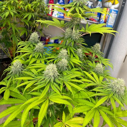 Green Gelato growlog timeline photo