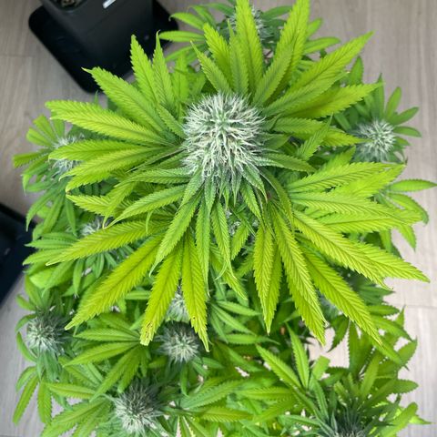 Green Gelato growlog timeline photo