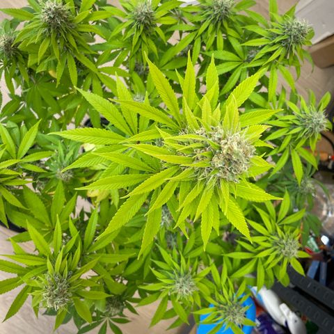 Liberty Haze growlog timeline photo