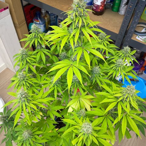 Liberty Haze growlog timeline photo