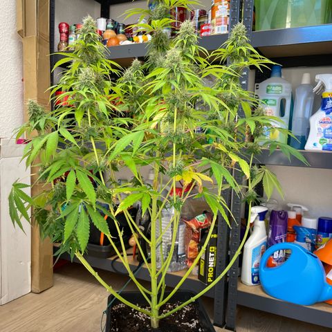 Liberty Haze growlog timeline photo