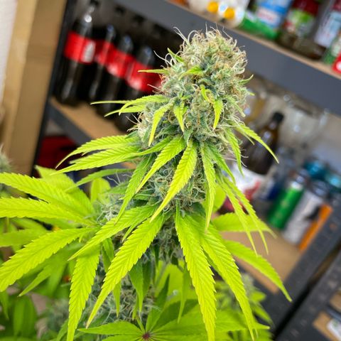 Liberty Haze growlog timeline photo