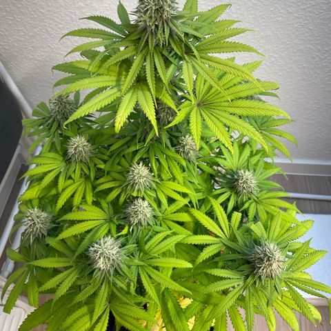 Green Gelato growlog timeline photo