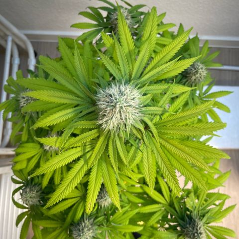 Green Gelato growlog timeline photo