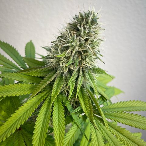 Green Gelato growlog timeline photo