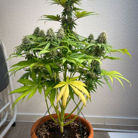 Green Gelato growlog timeline photo
