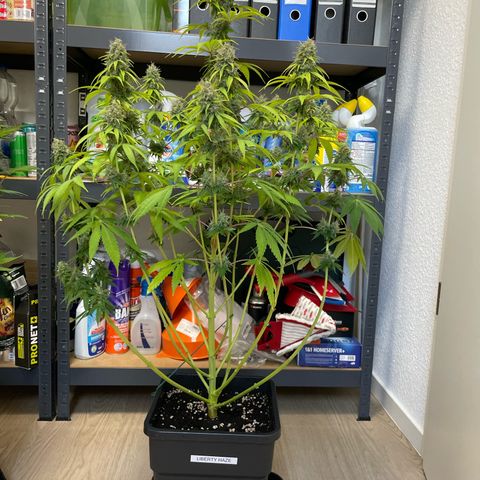 Liberty Haze growlog timeline photo