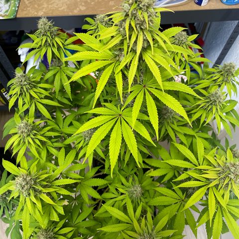 Liberty Haze growlog timeline photo