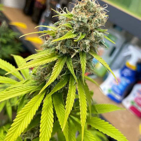 Liberty Haze growlog timeline photo