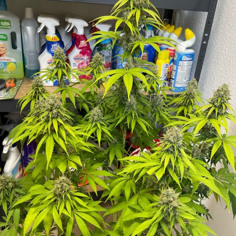 Liberty Haze growlog timeline photo