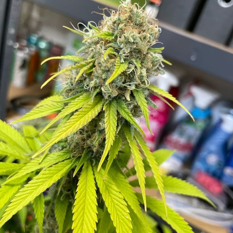 Liberty Haze growlog timeline photo