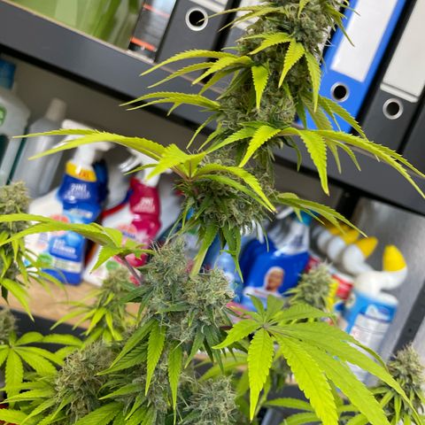 Liberty Haze growlog timeline photo
