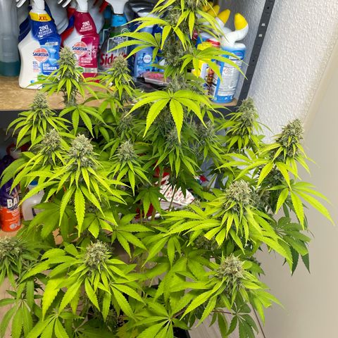 Liberty Haze growlog timeline photo