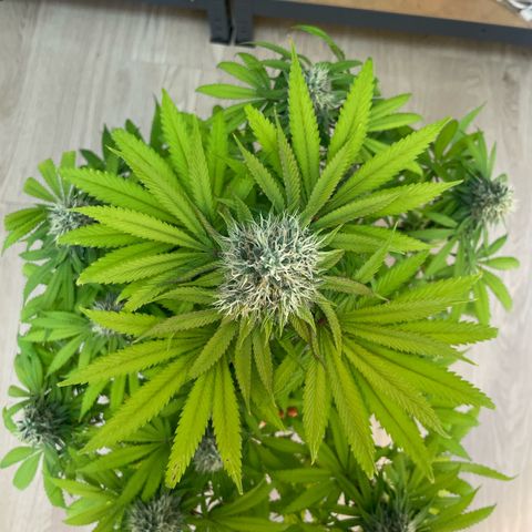 Green Gelato growlog timeline photo