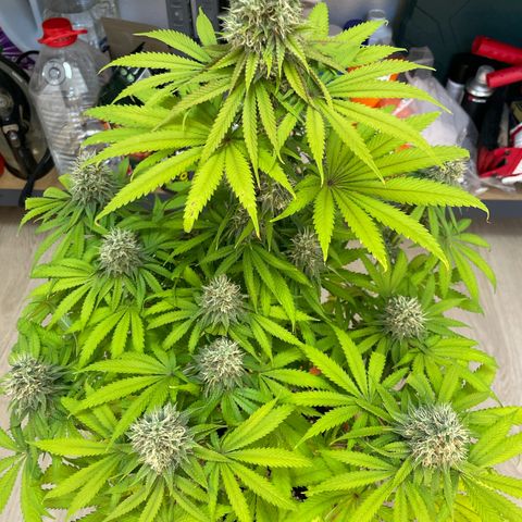 Green Gelato growlog timeline photo