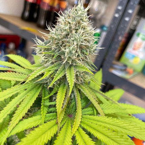 Green Gelato growlog timeline photo