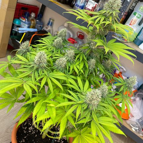 Green Gelato growlog timeline photo