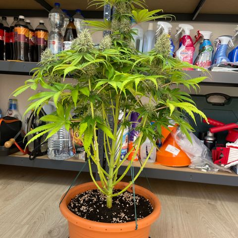 Green Gelato growlog timeline photo