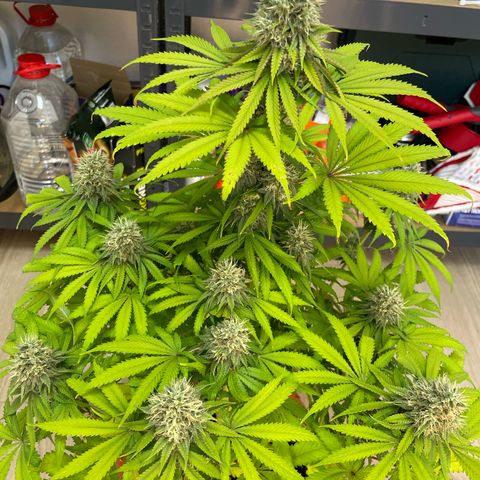 Green Gelato growlog timeline photo