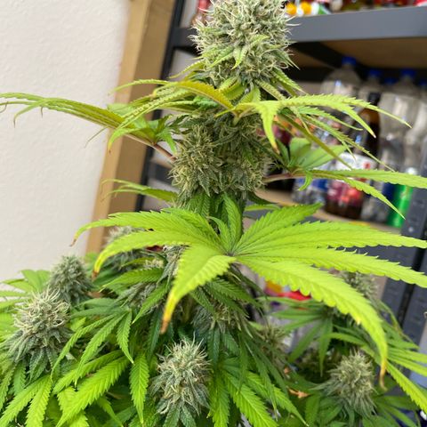 Green Gelato growlog timeline photo