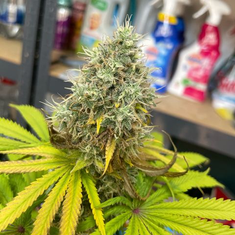 Green Gelato growlog timeline photo