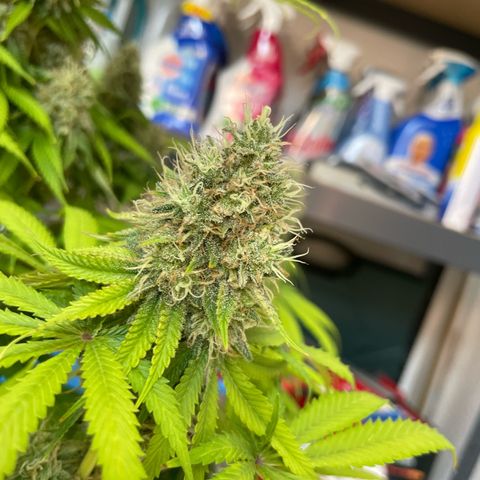 Green Gelato growlog timeline photo
