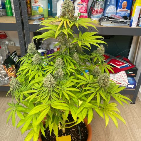 Green Gelato growlog timeline photo