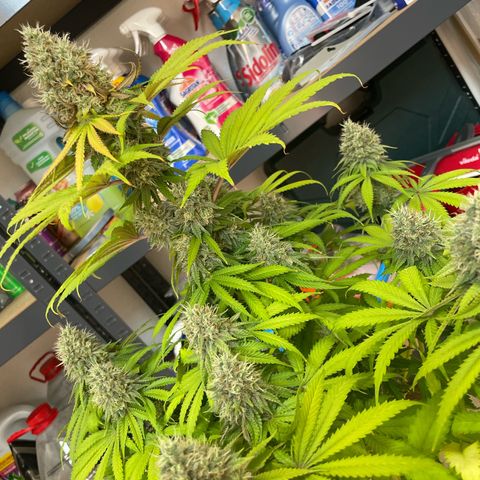 Green Gelato growlog timeline photo
