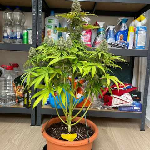 Green Gelato growlog timeline photo