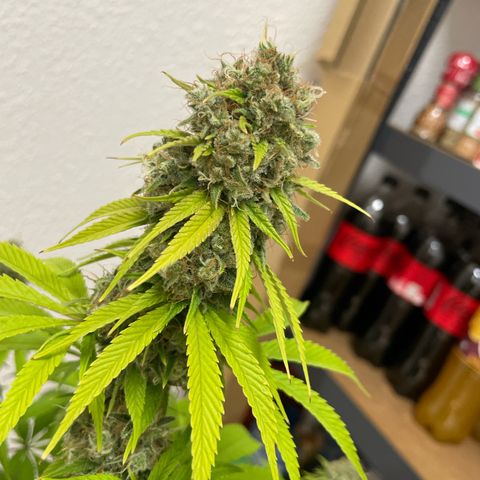 Liberty Haze growlog timeline photo